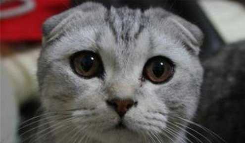 猫咪半夜骚扰我们怎么办?养猫必看!