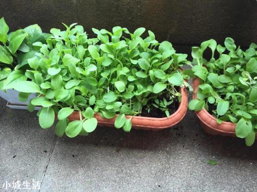 夏季在菜园子种点白菜芽需要注意什么？