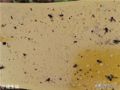夏季在菜园子种点白菜芽需要注意什么？