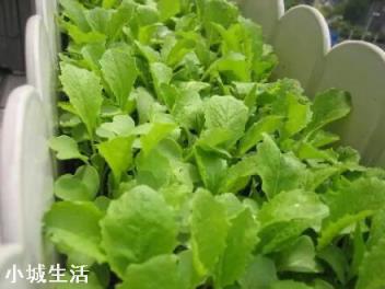 夏季在菜园子种点白菜芽需要注意什么？