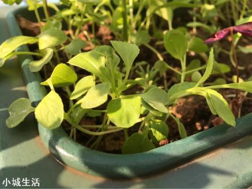 夏季在菜园子种点白菜芽需要注意什么？