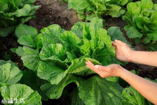 夏季在菜园子种点白菜芽需要注意什么？