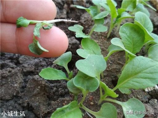 夏季在菜园子种点白菜芽需要注意什么？