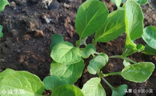 夏季在菜园子种点白菜芽需要注意什么？