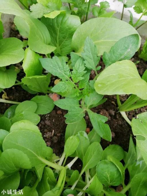 夏季在菜园子种点白菜芽需要注意什么？