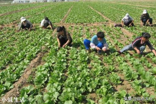 农民种植娃娃菜,可以使用农家肥种植吗?