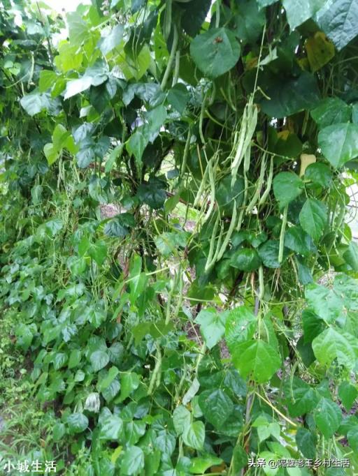 农民种植娃娃菜,可以使用农家肥种植吗?