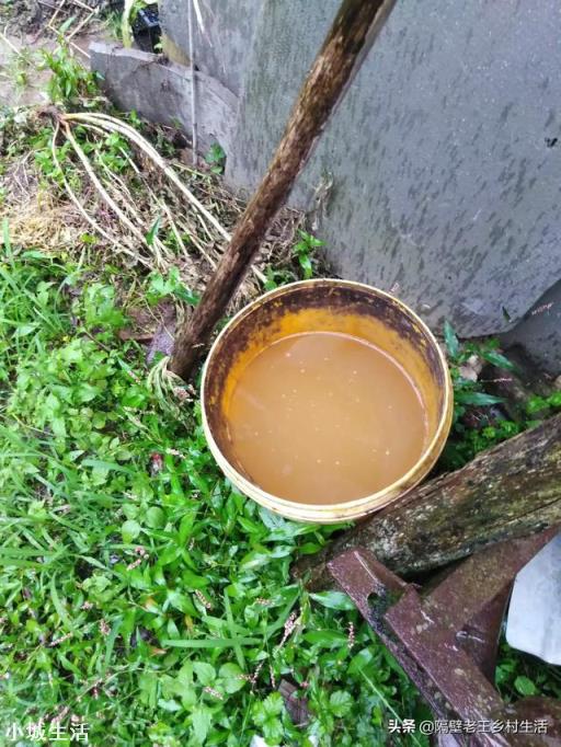 农民种植娃娃菜,可以使用农家肥种植吗?