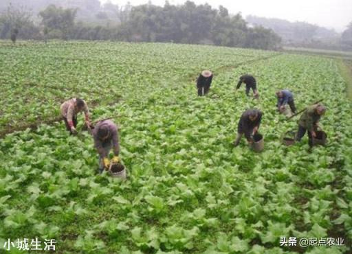 农民种植娃娃菜,可以使用农家肥种植吗?