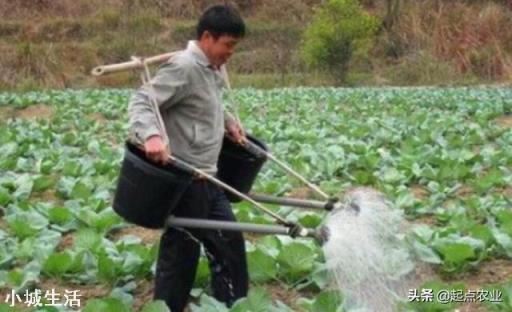 农民种植娃娃菜,可以使用农家肥种植吗?