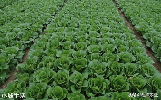 农民种植娃娃菜,可以使用农家肥种植吗?
