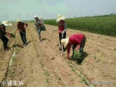 地瓜苗浇水后发黄不长怎么办？求指点？
