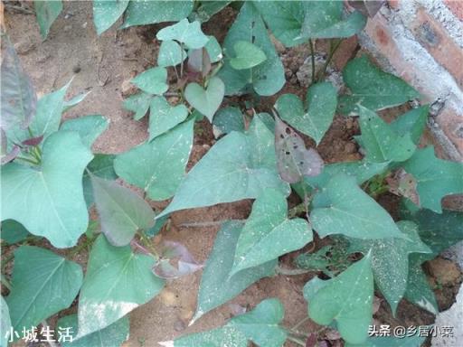 地瓜苗浇水后发黄不长怎么办？求指点？