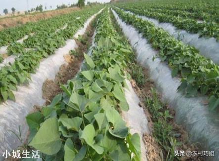 地瓜苗浇水后发黄不长怎么办？求指点？