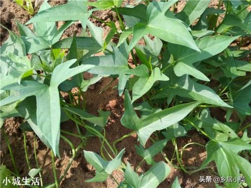 地瓜苗浇水后发黄不长怎么办？求指点？