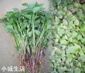 地瓜苗浇水后发黄不长怎么办？求指点？