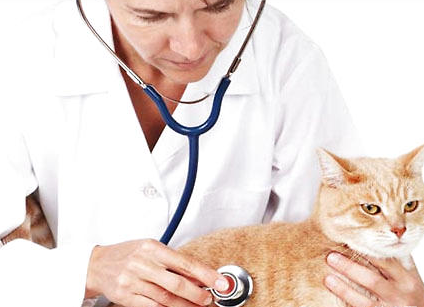 猫咪心律不齐的影响,这些你需要知道!