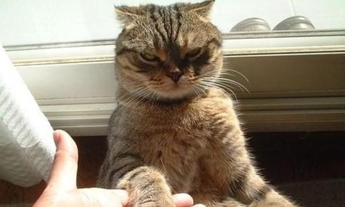 猫咪怎么训练?适合幼猫的训练课程!