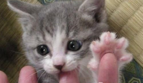 猫咪喜欢咬主人手指怎么办?如何制止这个坏习惯?