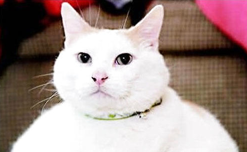 带你了解猫咪高血压的症状与治疗管理!
