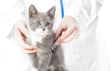 猫咪心脏听诊的基本知识,新手猫奴们应该了解!