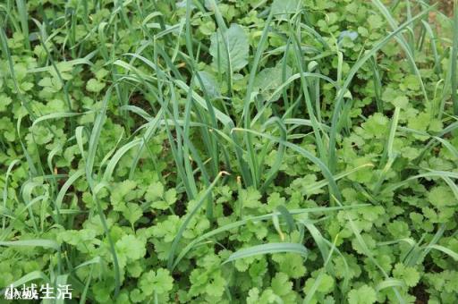 农村院里想种植点香菜，现在是时候吗？有什么好的方法？