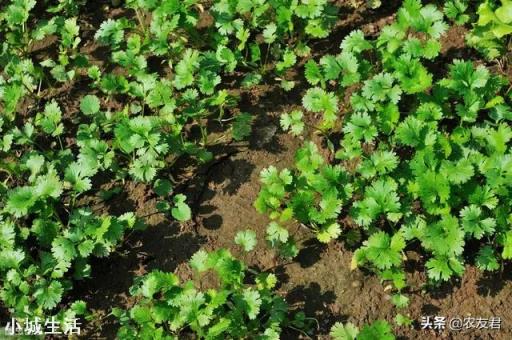 农村院里想种植点香菜，现在是时候吗？有什么好的方法？