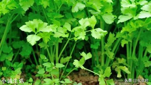 农村院里想种植点香菜，现在是时候吗？有什么好的方法？