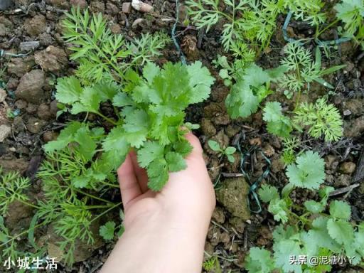 农村院里想种植点香菜，现在是时候吗？有什么好的方法？