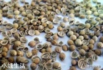 农村院里想种植点香菜，现在是时候吗？有什么好的方法？