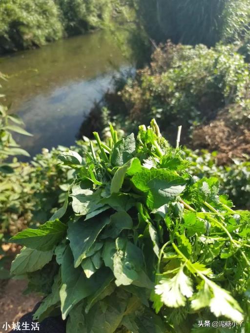 农村院里想种植点香菜，现在是时候吗？有什么好的方法？