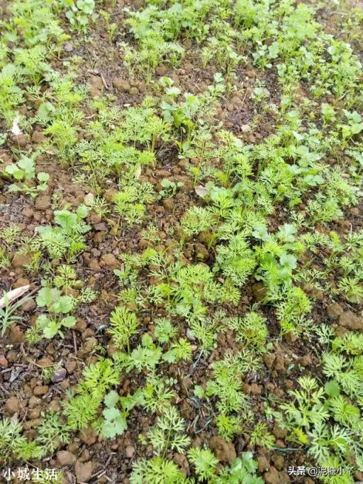 农村院里想种植点香菜，现在是时候吗？有什么好的方法？