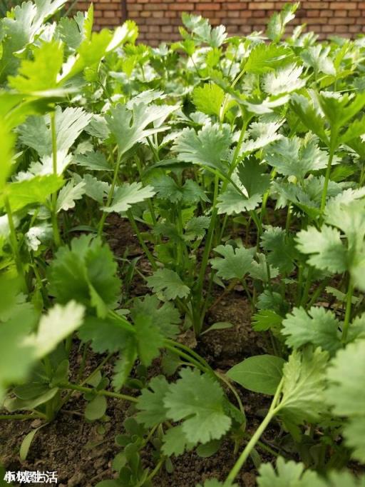 农村院里想种植点香菜，现在是时候吗？有什么好的方法？