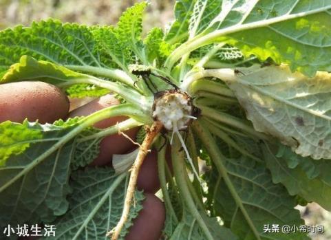 农村田地常见害草,长得很像蛤蟆皮,为啥老农说这草是个“宝”?