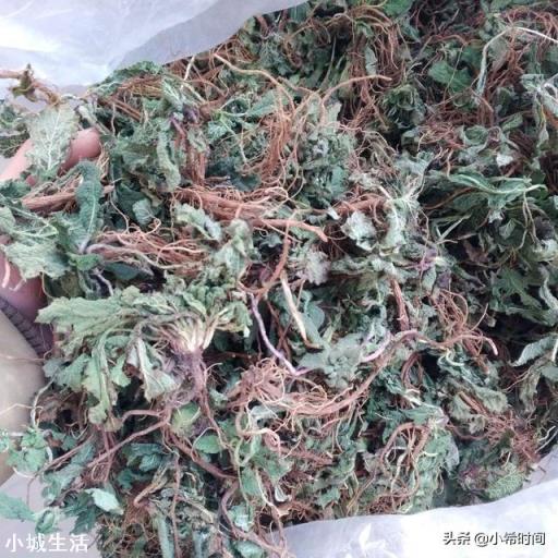 农村田地常见害草,长得很像蛤蟆皮,为啥老农说这草是个“宝”?