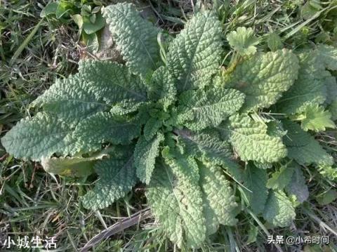 农村田地常见害草,长得很像蛤蟆皮,为啥老农说这草是个“宝”?