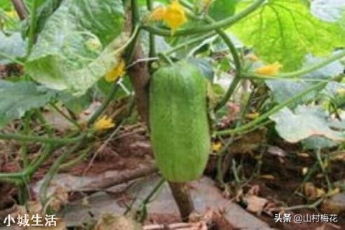 夏季露地种植黄瓜遇到持续晴天高温怎么办？