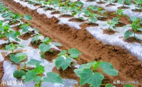 夏季露地种植黄瓜遇到持续晴天高温怎么办？