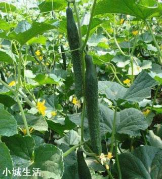 夏季露地种植黄瓜遇到持续晴天高温怎么办？
