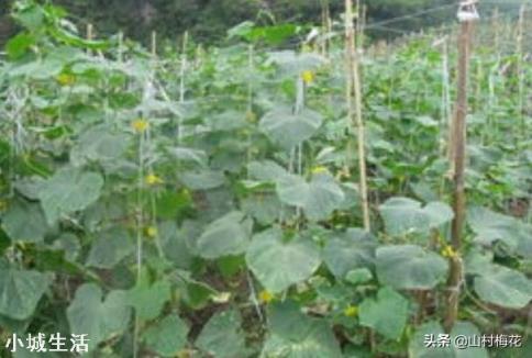 夏季露地种植黄瓜遇到持续晴天高温怎么办？