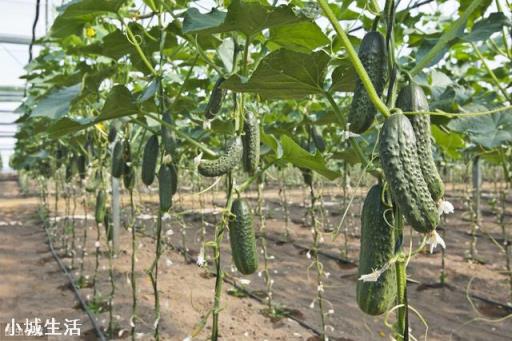 夏季露地种植黄瓜遇到持续晴天高温怎么办？