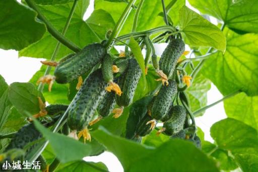 夏季露地种植黄瓜遇到持续晴天高温怎么办？