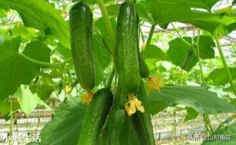 夏季露地种植黄瓜遇到持续晴天高温怎么办？