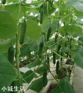 夏季露地种植黄瓜遇到持续晴天高温怎么办？