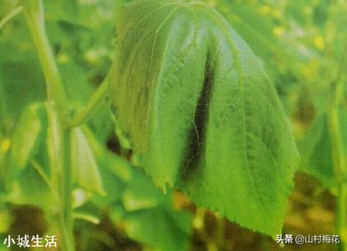 夏季露地种植黄瓜遇到持续晴天高温怎么办？
