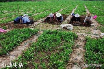人粪尿做肥料使用的时候,需要注意什么问题?