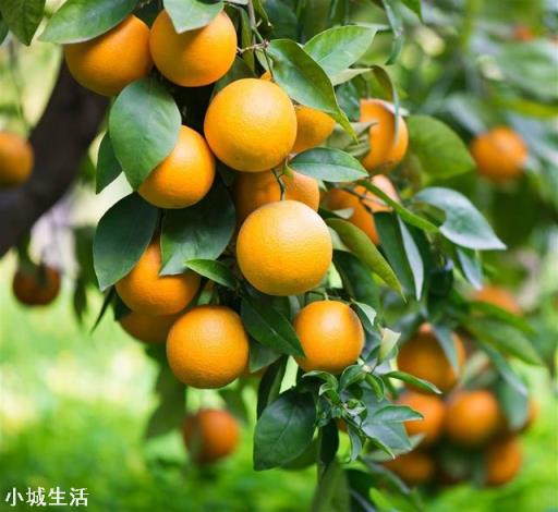 山上有一片地，适合种植什么，怎么开发能挣到钱？