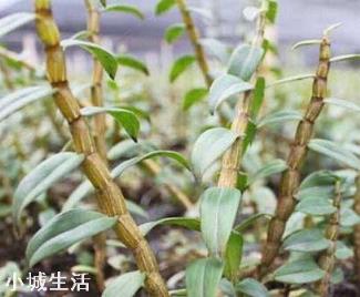 山上有一片地，适合种植什么，怎么开发能挣到钱？