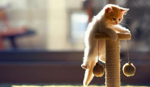 教育猫咪要斗智斗勇,猫咪训练技巧!