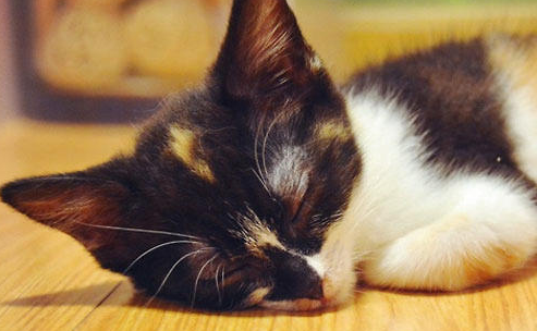 猫咪发烧了该怎么办?猫咪感冒发烧的应对措施!